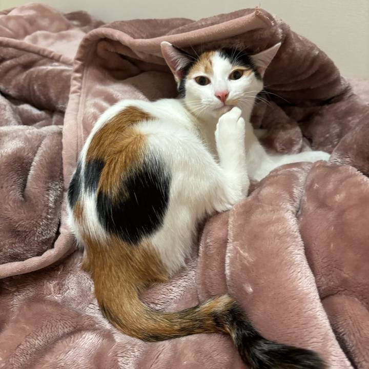 4b51bfbf 7c13 4bdd babc 4b22b36d48f6 1763900358046