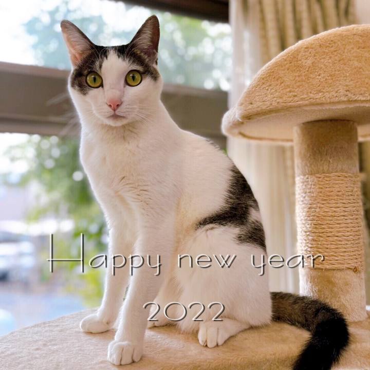 4b5287cb 9def 4686 ba3a f3dd99cddcbf 1641009737818