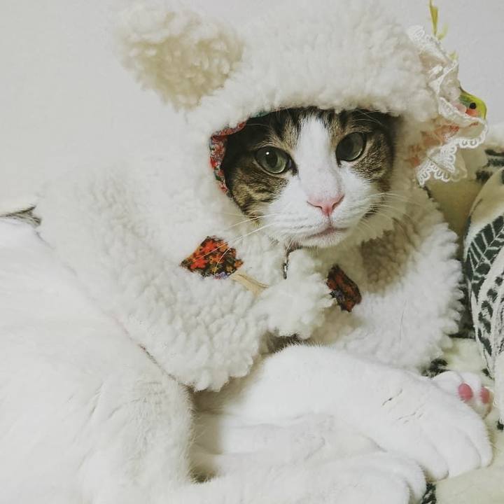 4b538554 511c 4a29 8ef4 6479c3118450 1541001190220