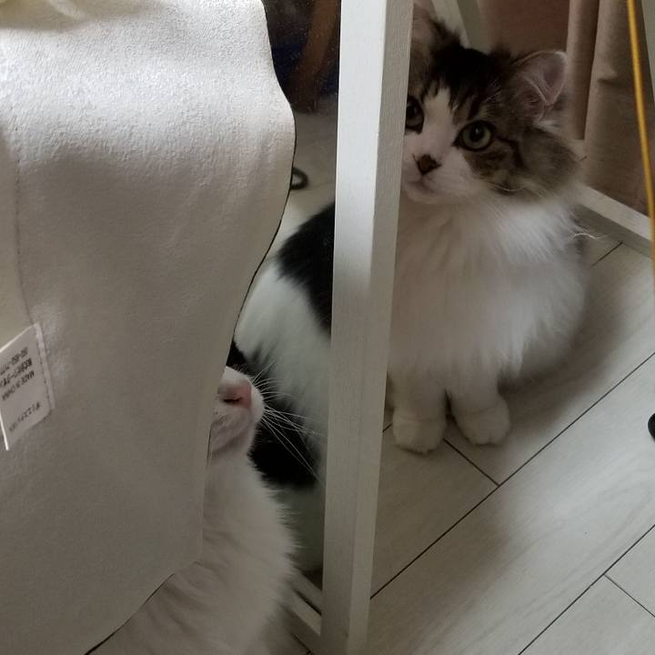 4b548589 656d 4423 9ae4 db27fafdd5ae 1579730684777