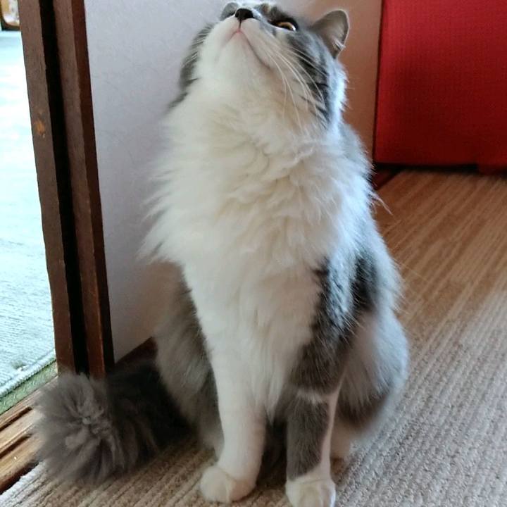 4b58c511 5257 4ba1 a2e2 696bf0043116 1586560432174