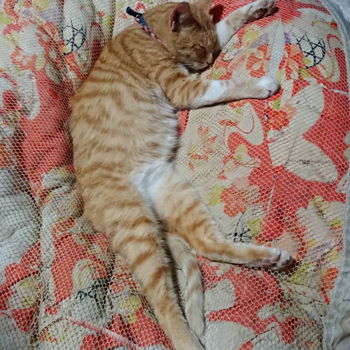 4b5b278a 2dce 4bfe b81b cf32c8d3b12b 1560516722696