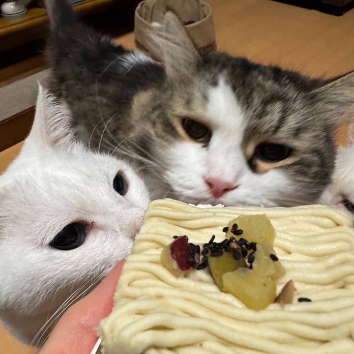 4b5dd9f5 840f 4f4d b6e5 a339801fef09 1744891964884