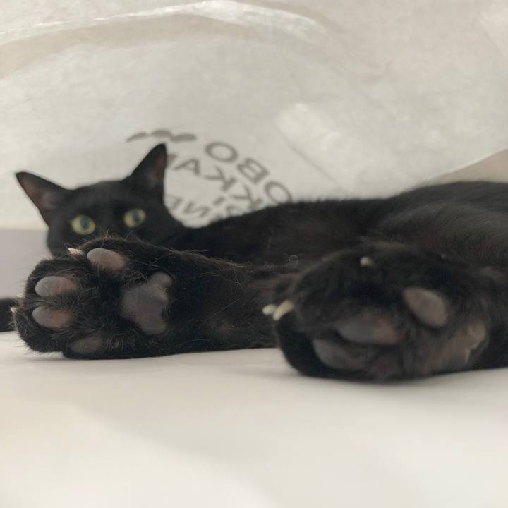 4b610155 fb8a 479c 9257 85d80b911d1c 1553872664062