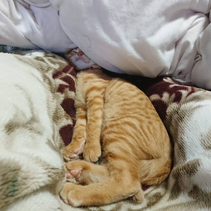 4b615e4e b3f6 40ad a4f6 0eed5825a47e 1633930444756