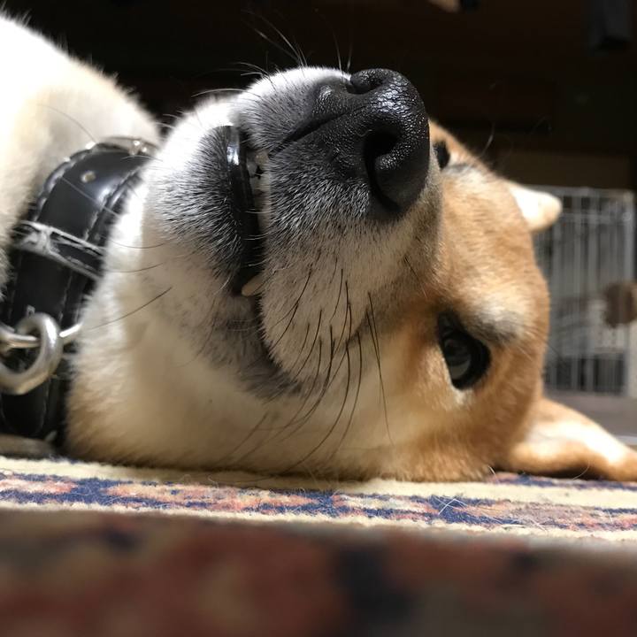 4b61c58f a86f 4783 a781 1c16fe11f629 1519623087019