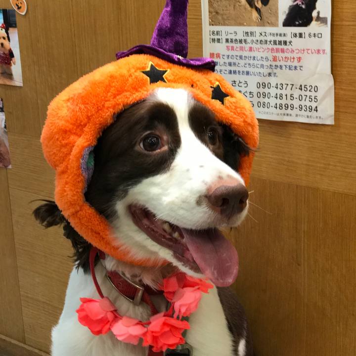 4b62016c 9ba8 4841 9ffc 09aaf3a55c39 1509443126090