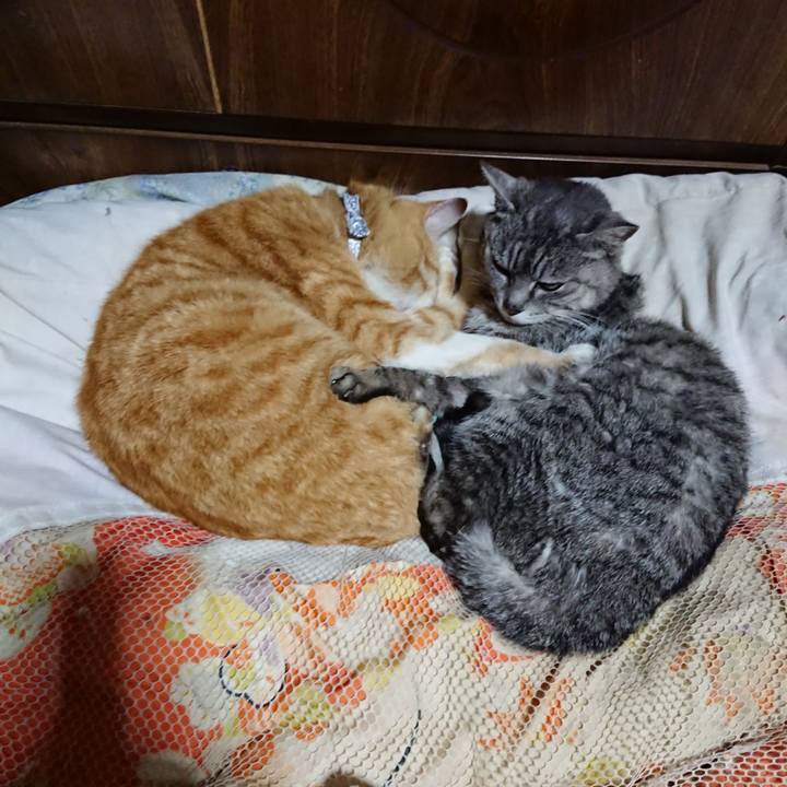 4b621301 19fe 43bd b95b e98a5b32b75d 1587386440190