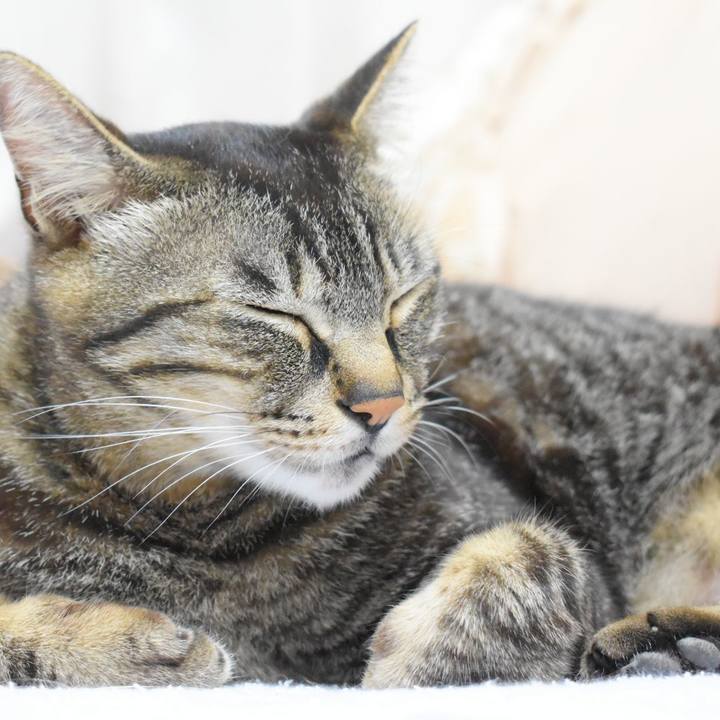 4b62410c 2e91 40d8 bd51 99d4d69dd22f 1558183043834