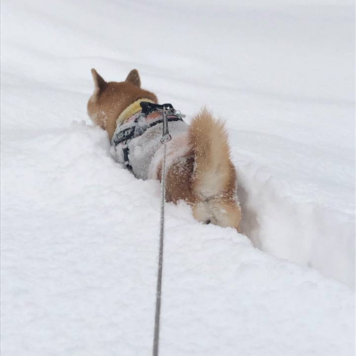 4b656ce9 a69f 4517 97cd 9ad76e5164eb 1549500418741