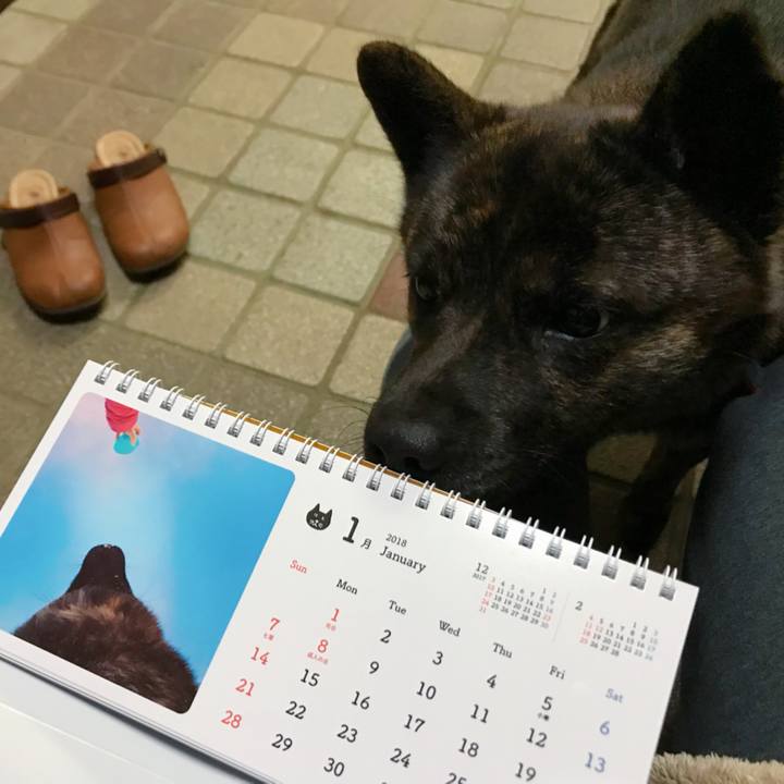 4b66e8b8 40a6 472c 9c1a 61fc134d0224 1517046976217