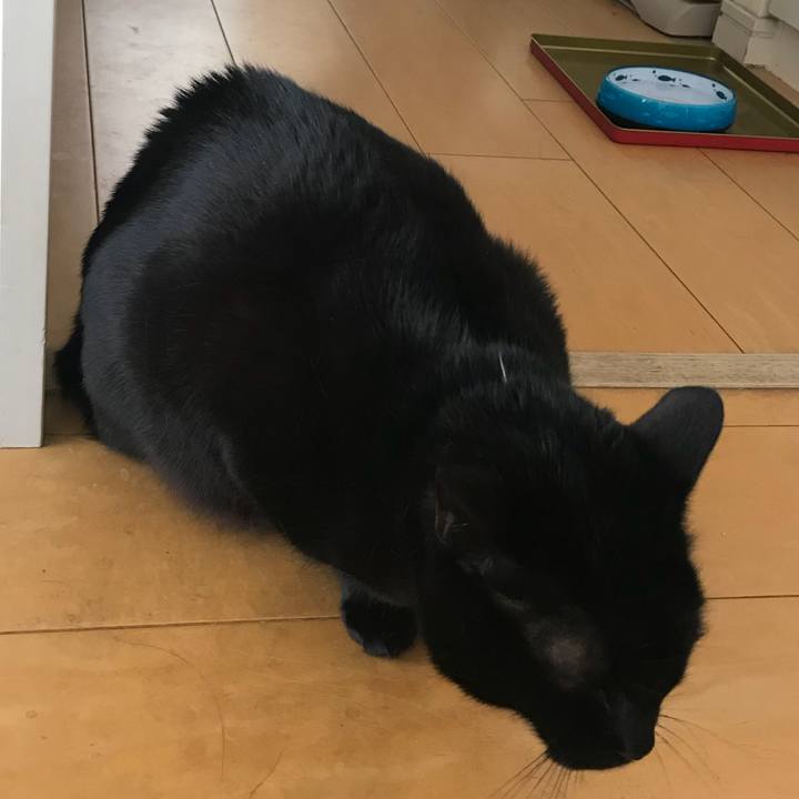 4b6726e3 54ca 484e 8a0c e3cf1a019bf7 1521331478519