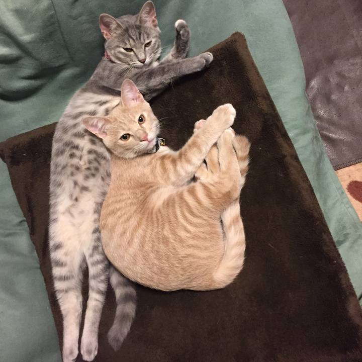 4b6a478e 9070 41fa abfa fe86ae0da85c 1541510638849