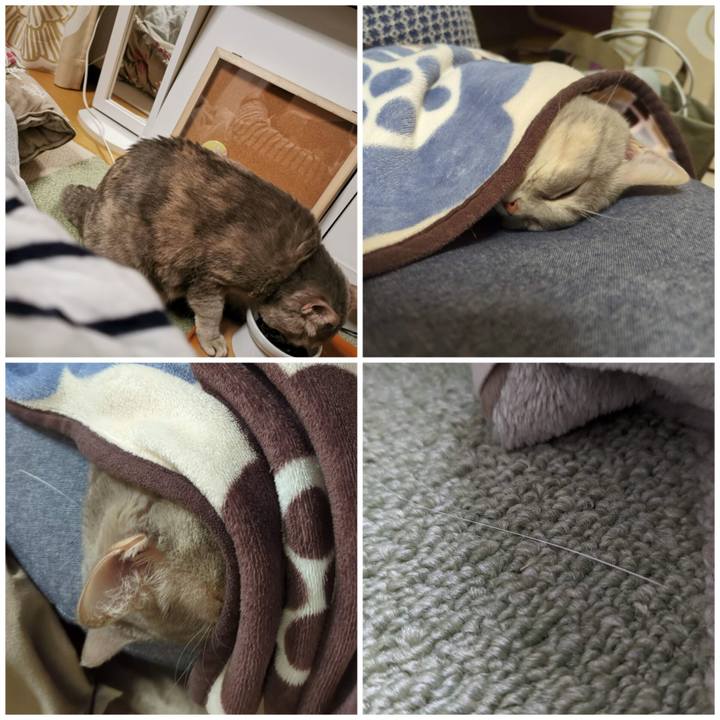 4b6c597b 45f9 4dc5 a56c c42a499373b3 1700014058328