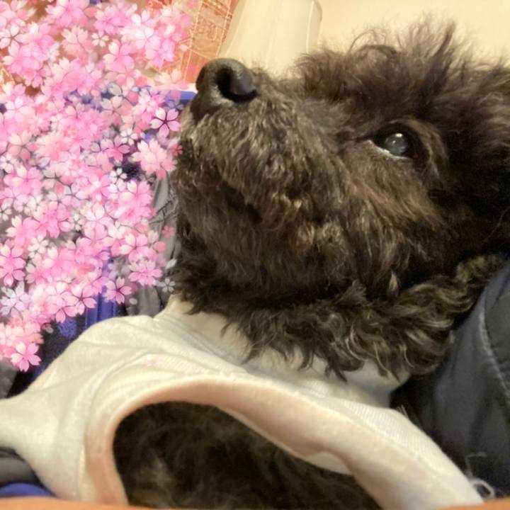 4b6fa30a bfe1 4f66 981d 8cbb632cccc4 1585056054509