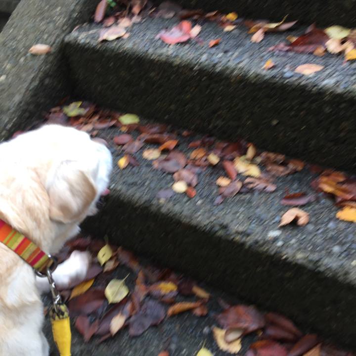 4b6fdec6 4a00 46a8 8307 dfc881116568 1541578104171