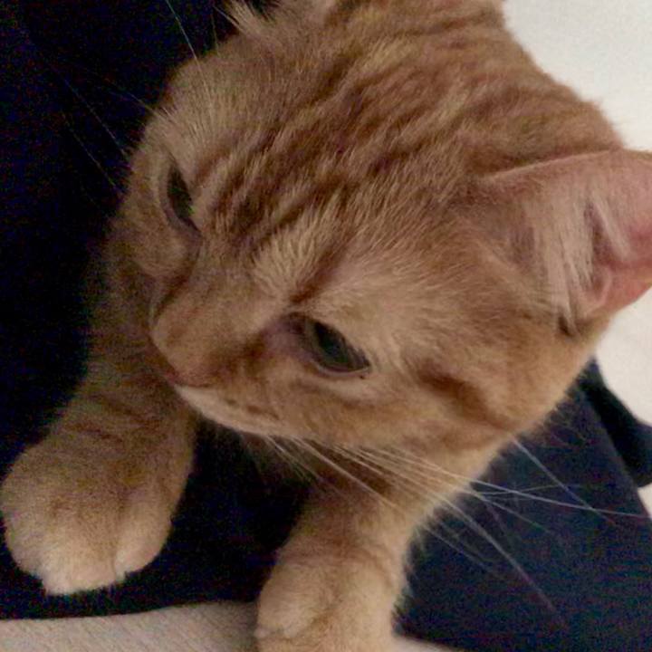 4b73947c 7009 48ae bb2b f8ad040609be 1526510543181