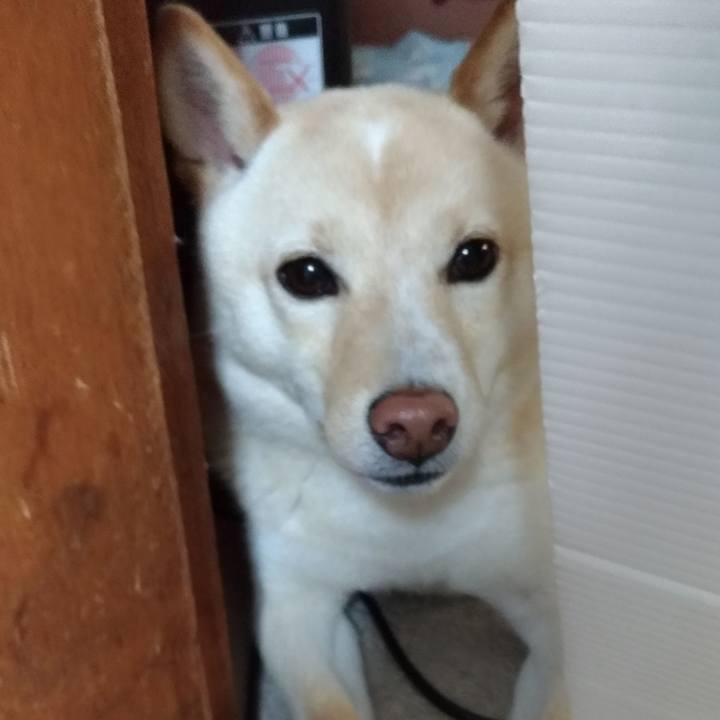 4b75d69a 4f4f 451f 94fe d1b5be29fa92 1529359148726