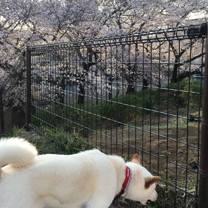 4b76cc60 3fc2 4f25 b7d7 df43967ec868 1522074356969