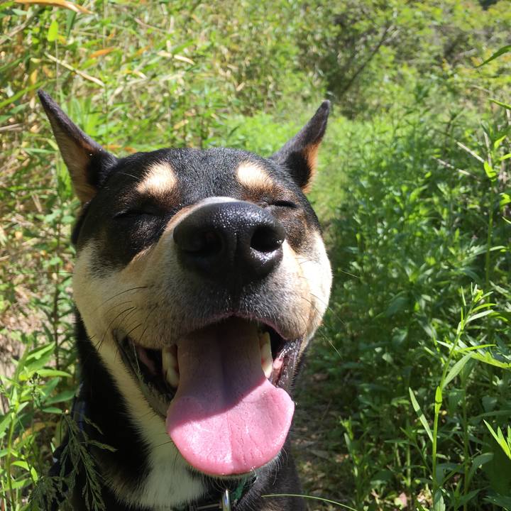 4b774a44 270e 4e73 8f35 6eb753be4b00 1526148505036