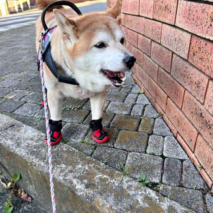 4b78f4df b841 4712 a818 6e1a10145d53 1733036644726