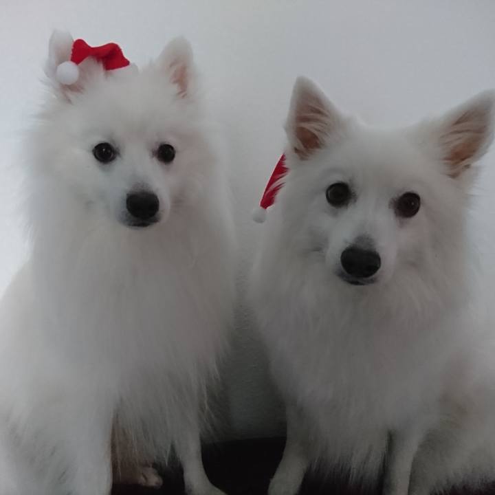 4b7a5a4d f495 4a0e 8d8e 2b4d49247dbf 1577233484141