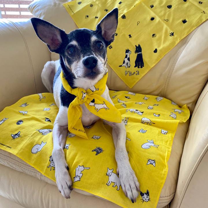 4b7b2159 0354 4f82 9157 08c0c2cb56af 1590808894335