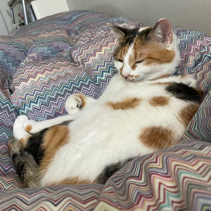 4b7b8218 1513 438f bb16 edf1492743a4 1729827277783