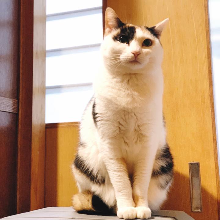 4b7ba94c 70c0 4bec a36f cc2a3f86a6e9 1556243799743