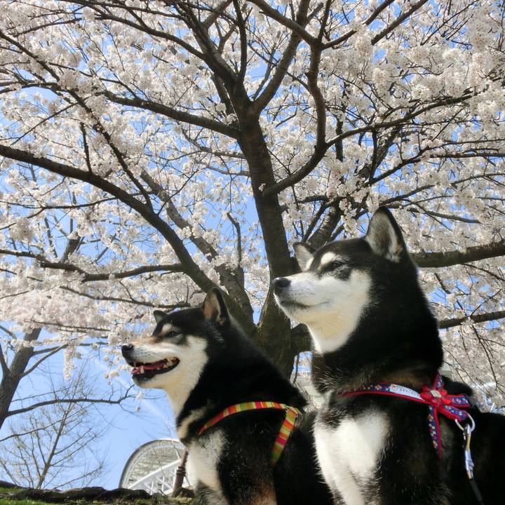 4b7d2492 1895 42de 8948 b237680122f3 1523349910392