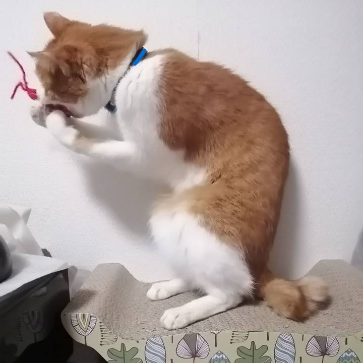 4b7d6693 8796 4782 afaa 30d3a09edf2d 1613683376102