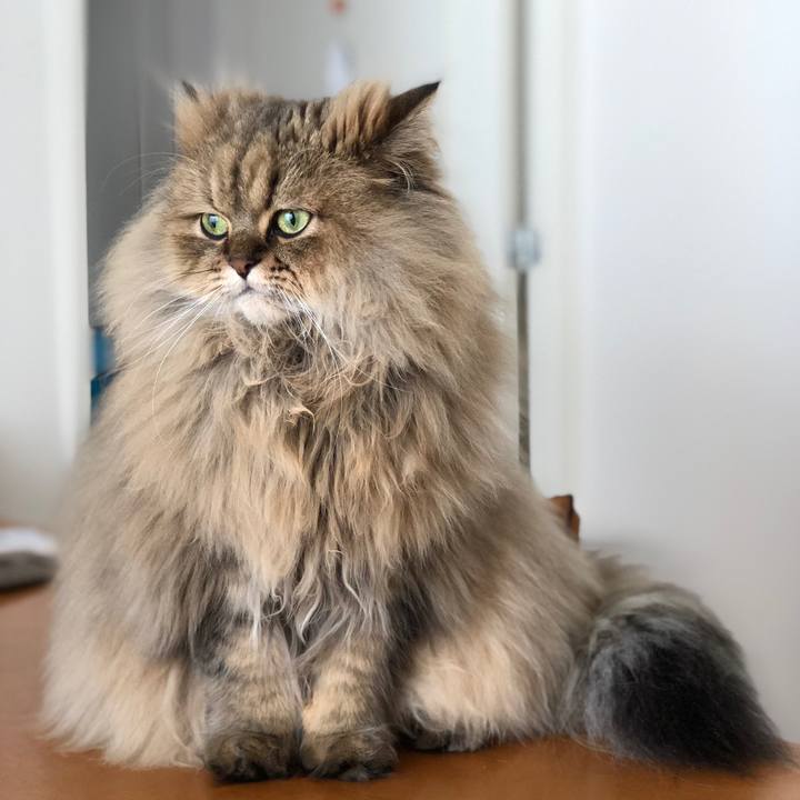 4b813aa0 4657 43f9 a4d5 6032386a7402 1513383643441