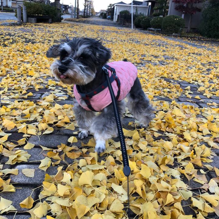 4b82026e 3db4 40b9 8688 43919e6dc54b 1637640356225