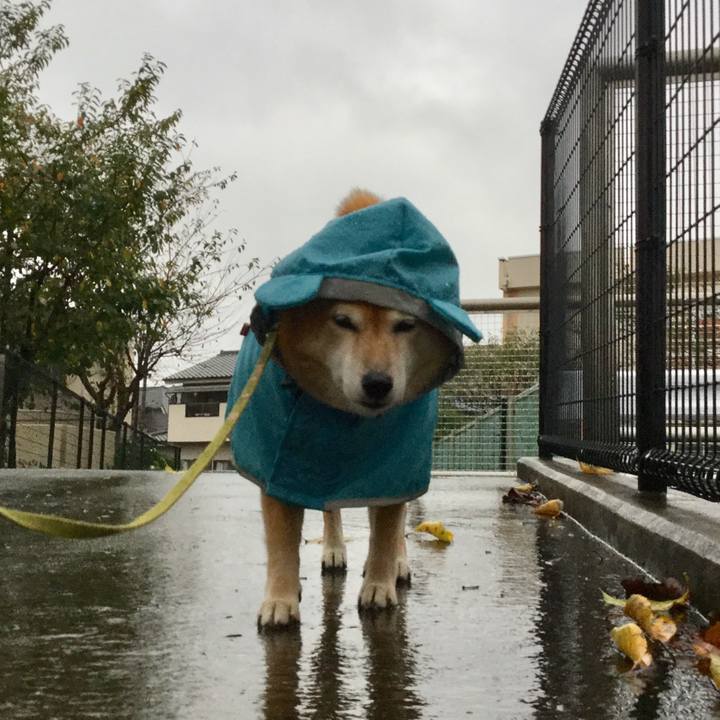 4b83ad4e 2ad8 4741 bd96 c9281fe77179 1602229616151