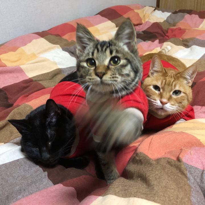 4b86be86 977a 4a65 9181 1a1bc8f59b8c 1733002960807