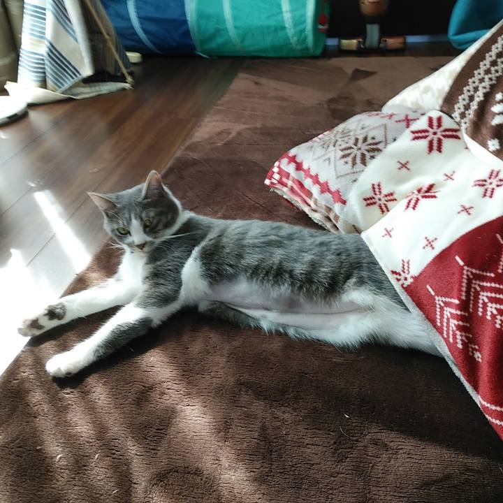 4b86d3ac 904e 41be 9343 b1579f922bf2 1585805035939