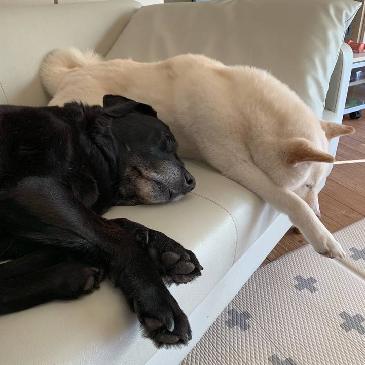 4b8898ba dec1 439c a35e 0f2c328771b2 1552720355306