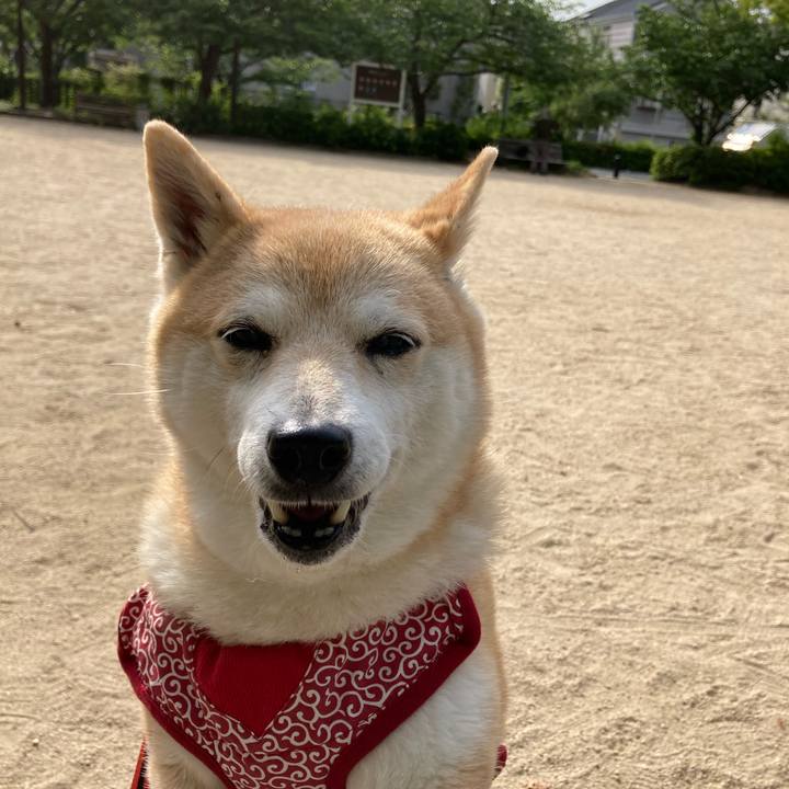 4b8db437 3dbd 4a95 b7e6 5921900fa76a 1620689273827