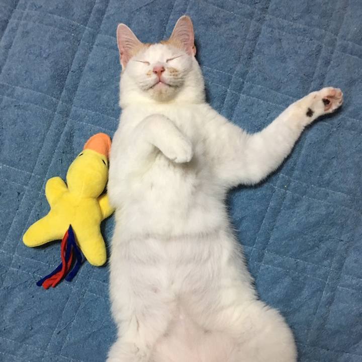 4b8dfe95 1583 4fce 815f fc570d7c47c5 1558265527827