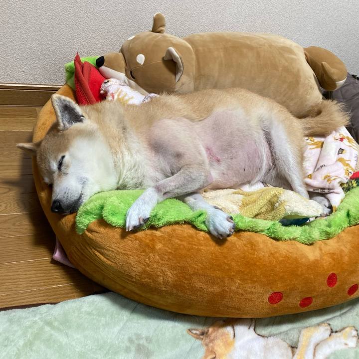 4b8f9cb1 abe0 495b 8667 b0eaf394f4c6 1638504967638