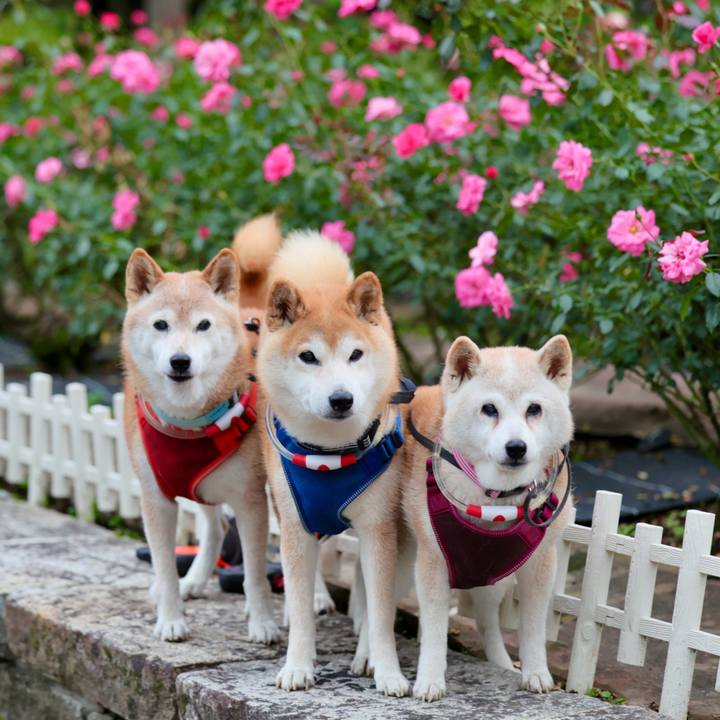 4b8fe8b3 c40a 4335 8b27 dbb7e7ffffbf 1761668126741