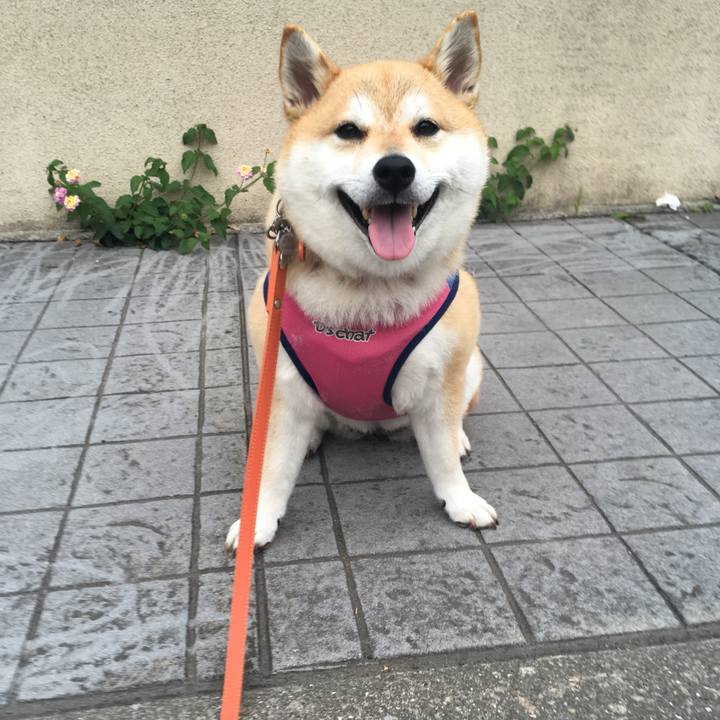 4b90752a 5d0e 40c2 8a79 07fd01d2c029 1559465698856