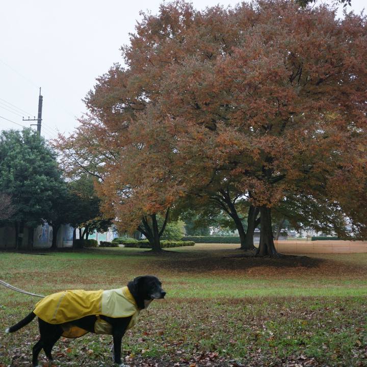 4b9135d3 9420 4a29 a56d 5ef65aee5a24 1762646130707