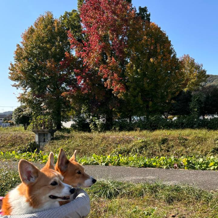 4b919941 52f5 4b01 8ed1 2a4d755eec2a 1731380315532