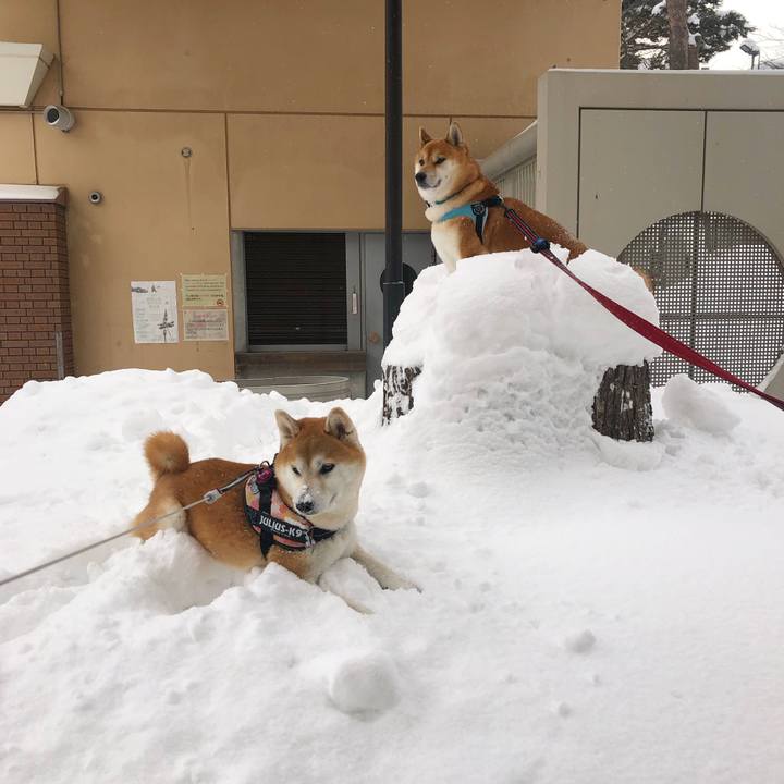 4b91b5b8 4851 49f5 a350 24f38e6c5c41 1581037690605