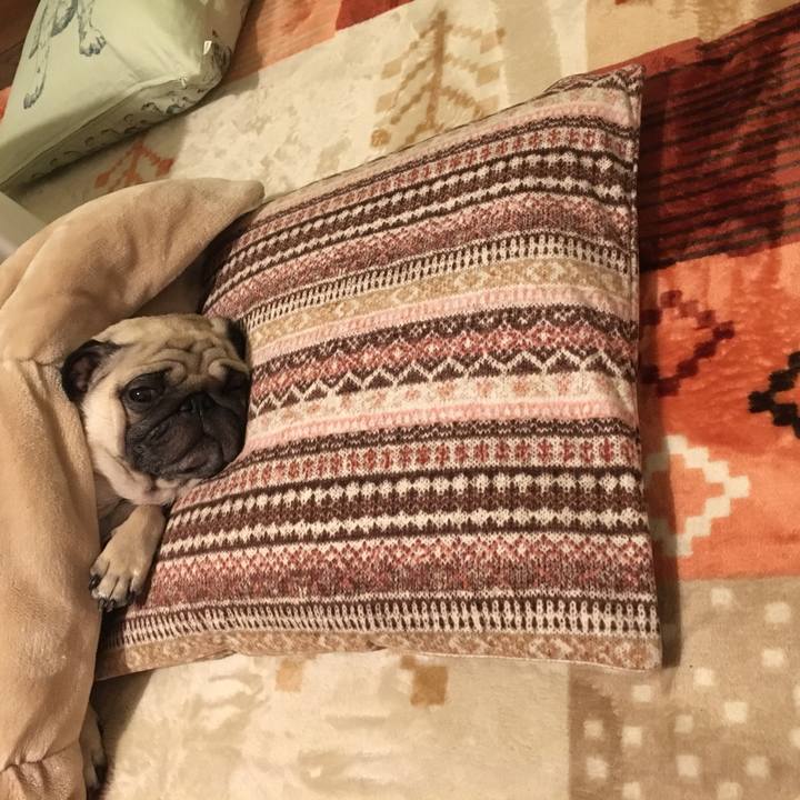 4b920a4d 61a3 49e5 b793 dce485b49095 1509545181242