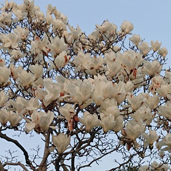 4b93cf16 00a5 46e3 a97c 1213bda250a4 1552038244296