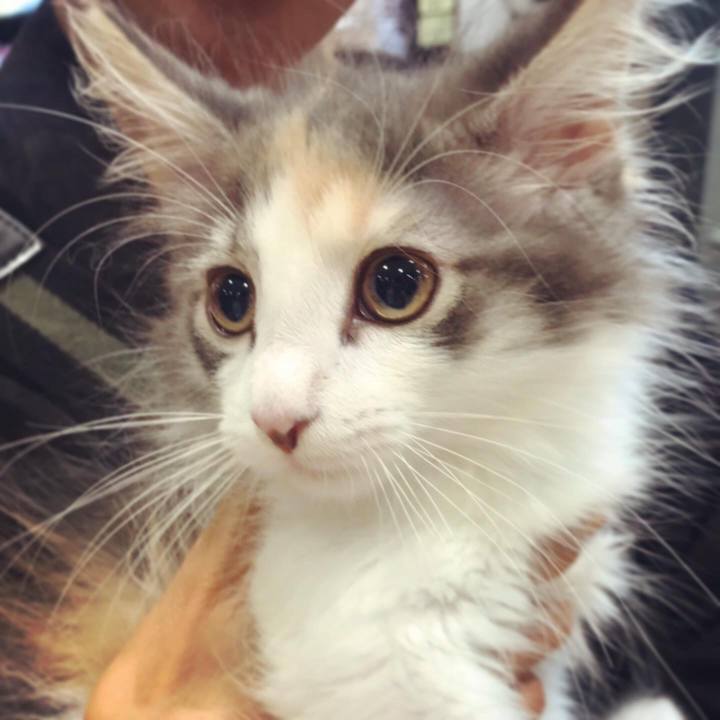 4b98051d 2e4f 4094 8d73 22bdb715f510 1597500455843