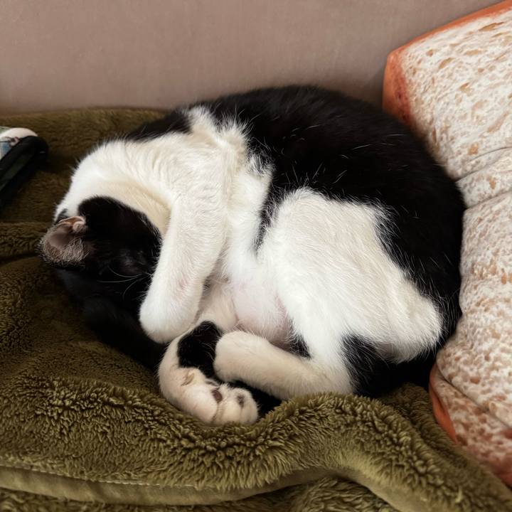 4b99564a af5e 4d31 a59a d60b702e89e4 1760580925730