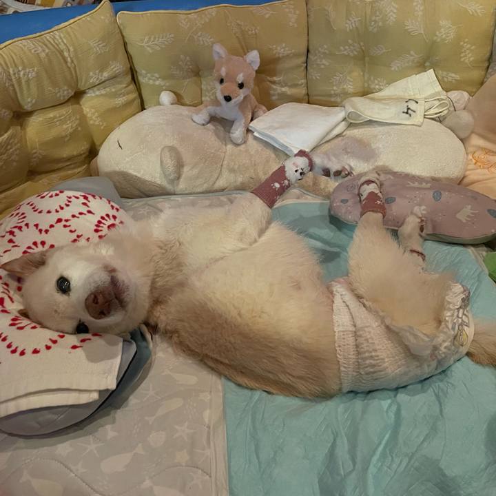 4b997abe 38c1 483c 8cba fccd934ee1ed 1684866472410